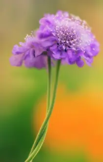 Adoring: Scabious