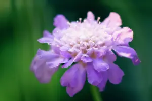 Scabious: Scabious