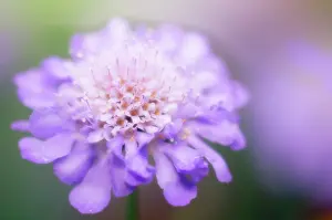 Scabious: Scabious