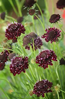 Scabious: Scabious