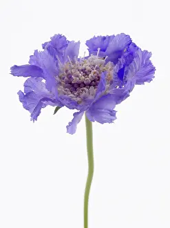 Scabious: Scabious