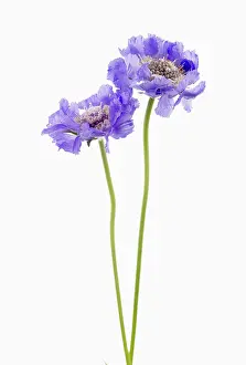 Scabious: Scabious