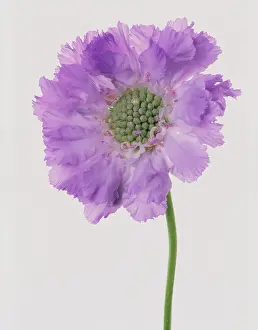 Scabious: Scabious