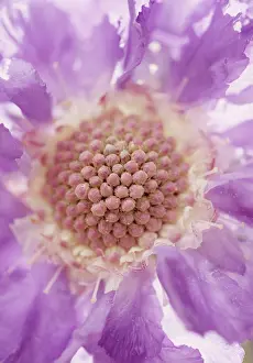 Scabious: Scabious