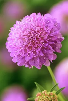 Scabious: Scabious