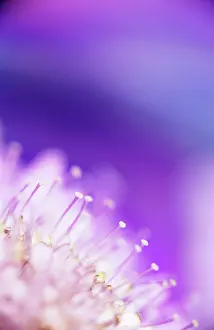 Scabious: Scabious