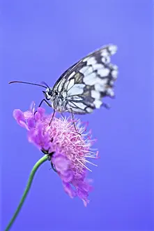 Scabious: Scabious