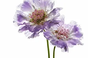 Scabious: Scabious