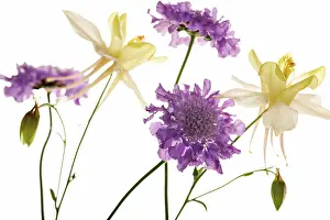 Scabious: Scabious