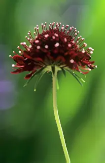 Scabious: Scabious
