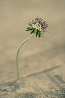 Enhanced: Scabious