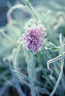 Scabious: Scabious