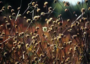 Curved: Scabious
