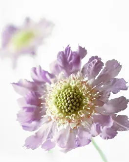 Scabious: Scabious
