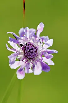 Scabious: Scabious, Field scabious, Knautia arvensis, purple coloured