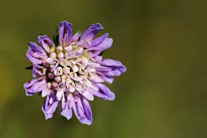 Scabious: Scabious, Field scabious, Knautia arvensis, Mauve