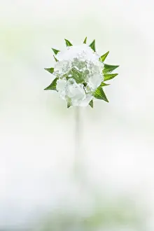 Scabious: Scabious, Field scabious, Knautia arvensis, View