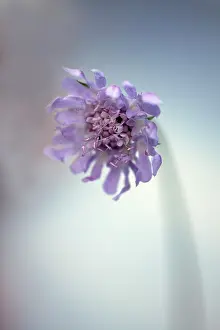 Note: Scabious, Scabiosa columbaria Blue note, Side