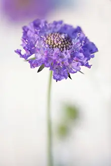 Note: Scabious, Scabiosa columbaria Blue note, Side