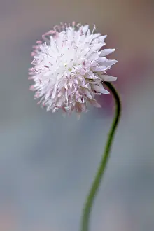 Note: Scabious, Scabiosa columbaria Blue note, One purple