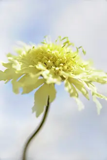 Gigantea: Scabious, Yellow scabious