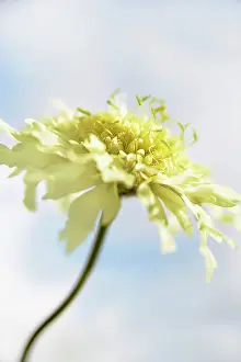 Gigantea: Scabious, Yellow scabious