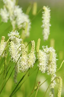 Scabious: Scabious, Yellow scabious, Cephalaria, Cephalaria