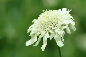 Gigantea: Scabious, Yellow scabious, Cephalaria, Cephalaria