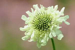 Gigantea: Scabious, Yellow scabious, Cephalaria, Cephalaria