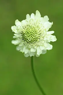 Gigantea: Scabious, Yellow scabious, Cephalaria, Cephalaria