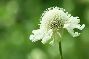 Gigantea: Scabious, Yellow Scabious, Cephalaria gigantea, Close up of