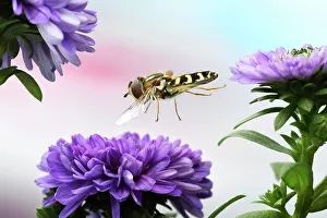 Aster: Scaeva pyrastri (Scaeva pyrastri) flies to the flower