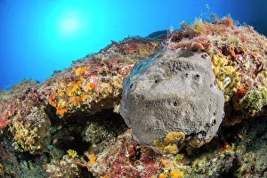 Maritimes: Scalarispongia scalaris sponge, Villefranche-sur-Mer