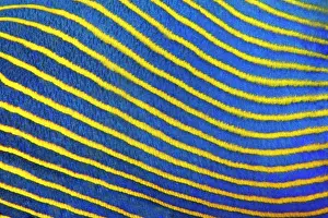 Imperator: Scale, Detail, emperor angelfish (Pomacanthus imperator)