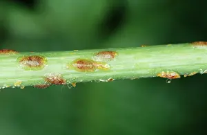 SCALE INSECTS