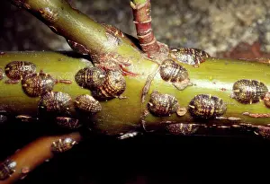 Infestations: Scale Insects -