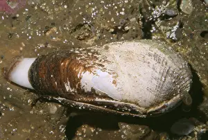 Clams: Scale-sided Piddock Clam