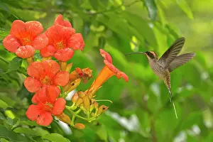 Augustin Esmoris: Scale-throated Hermit (Phaethornis eurynome)