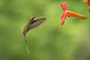 Augustin Esmoris: Scale-throated Hermit (Phaethornis eurynome)