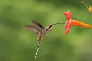 Augustin Esmoris: Scale-throated Hermit (Phaethornis eurynome)