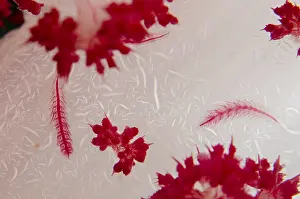 Galaxy: Scale Worm - on Glomerate Tree Coral (Dendronephthya