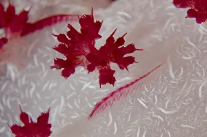 Worms: Scale Worm - on Glomerate Tree Coral (Dendronephthya