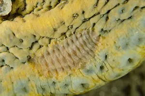 Bohadschia: Scale Worm - on underside of Sea Cucumber (Bohadschia