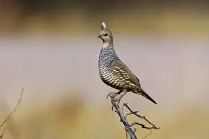 Quails: Scaled Quail
