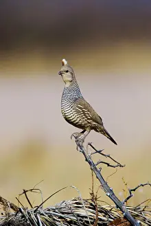 Quails: Scaled Quail