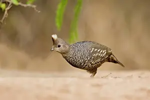 Quails: Scaled Quail