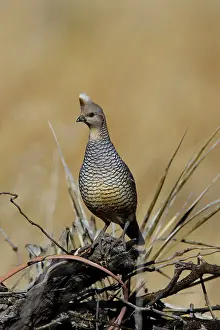 Quails: Scaled Quail