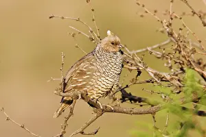 Quails: Scaled Quail