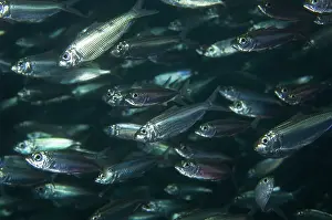 Sardine: Scaled Sardine School