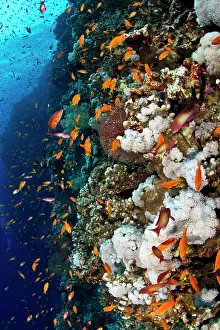 Anthias: Scalefin Anthias